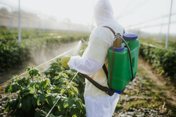 Best Wasp Removal Services  in Boiling Spring Lakes, NC